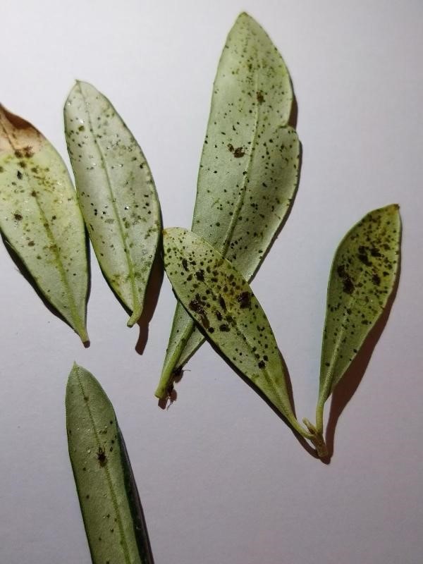 Lace bug eggs, nymphs and adults