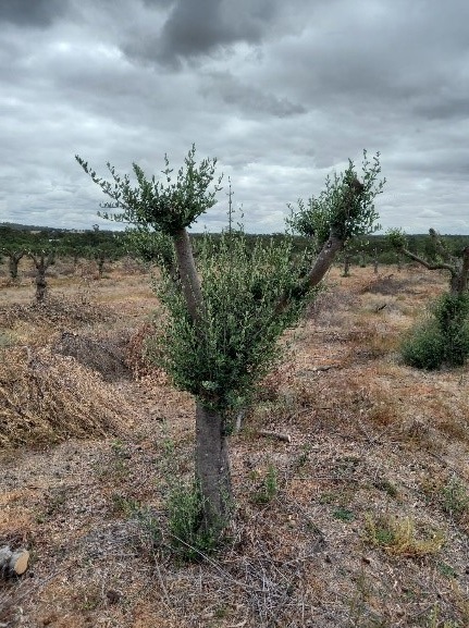 Manzanilla tree recovering