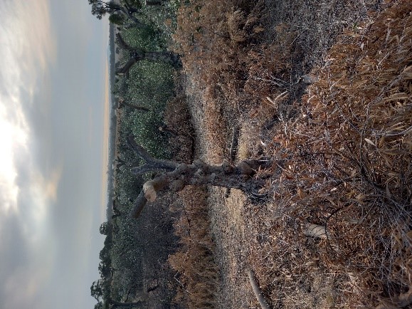 Truncated trees in a buffer zone